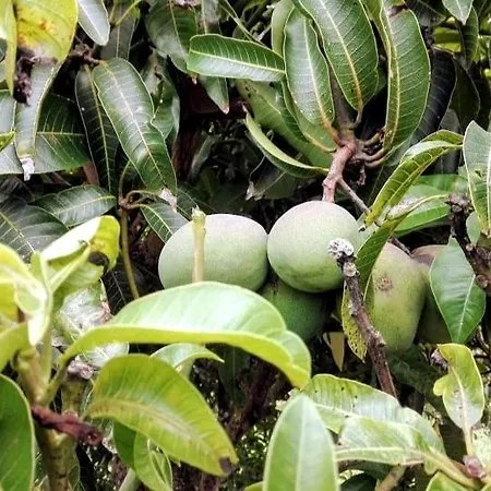 Casa Da Latada - Historic Azorean In Pico Semesterbostad