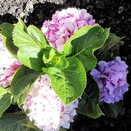 Casa Da Latada - Historic Azorean In Pico * São Roque do Pico