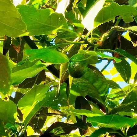 Casa Da Latada - Historic Azorean In Pico Ferienhaus *