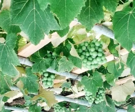Casa Da Latada - Historic Azorean In Pico
