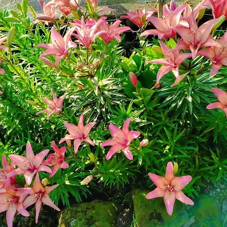 Ferienhaus Casa Da Latada - Historic Azorean In Pico *