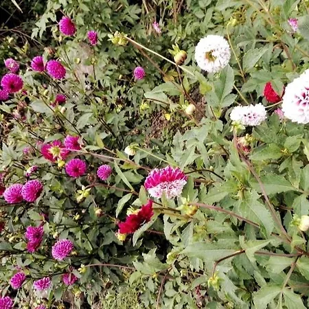 Casa Da Latada - Historic Azorean In Pico Semesterbostad *