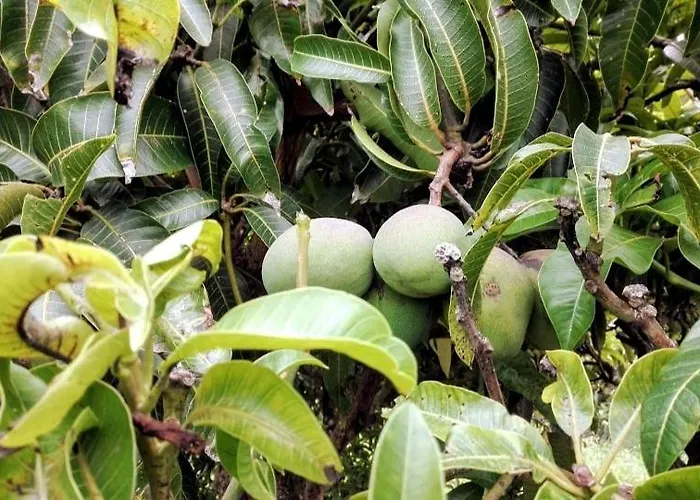 Casa Da Latada - Historic Azorean In Pico Ferienhaus