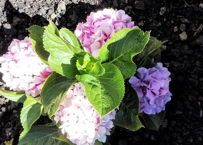 Casa Da Latada - Historic Azorean In Pico * São Roque do Pico