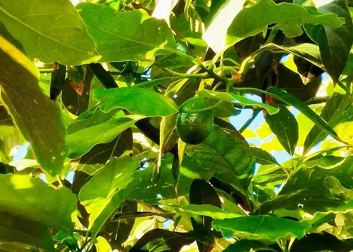 Casa Da Latada - Historic Azorean In Pico Ferienhaus *