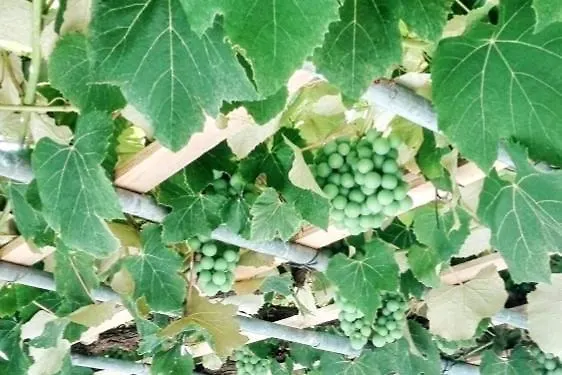 Casa Da Latada - Historic Azorean In Pico