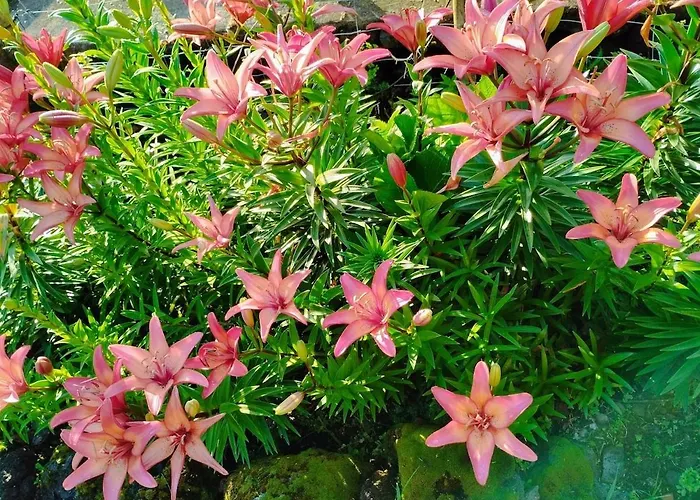 Ferienhaus Casa Da Latada - Historic Azorean In Pico *