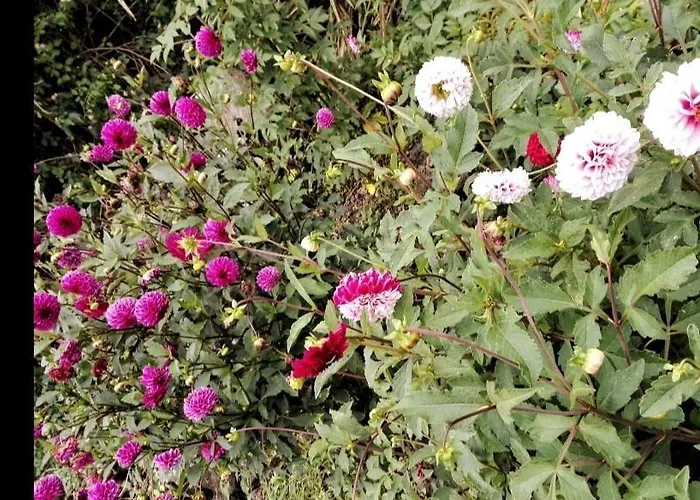 Casa Da Latada - Historic Azorean In Pico Ferienhaus *